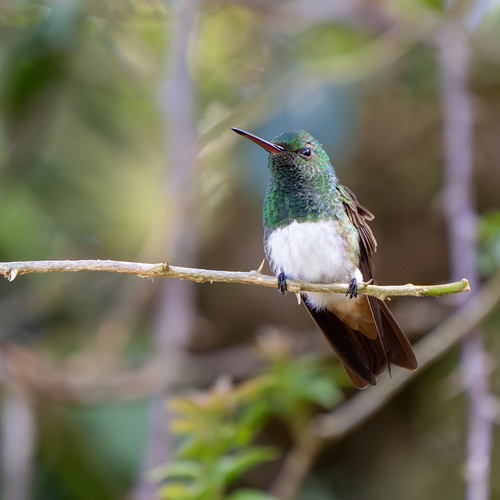 Snowy-bellied Hummingbird (Saucerottia edward), photo 4