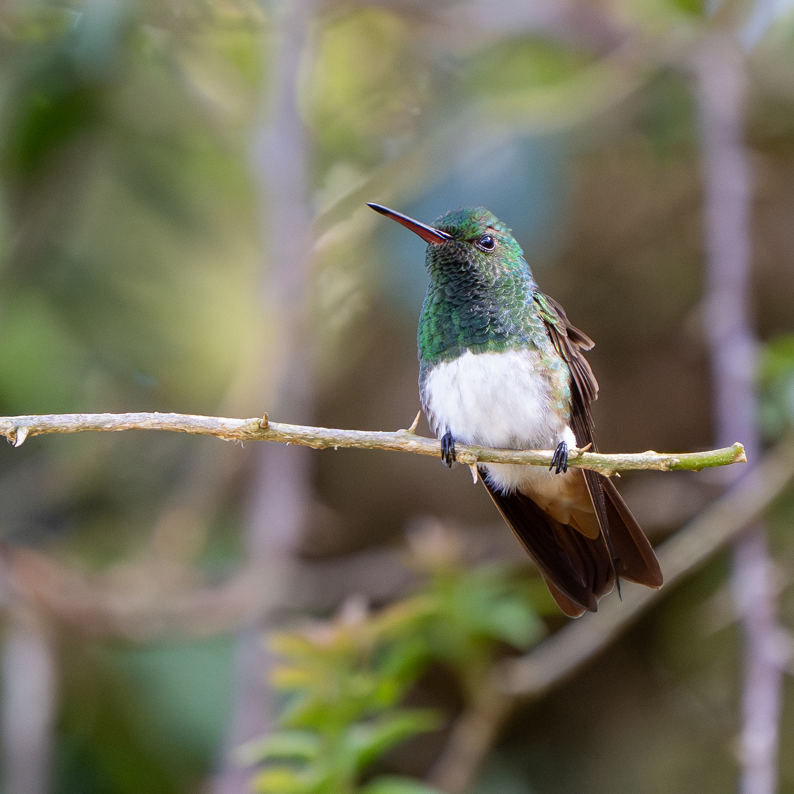 Snowy-bellied Hummingbird (Saucerottia edward), photo 4