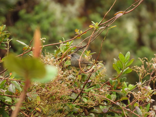 Paramo Seedeater (Catamenia homochroa), photo 7