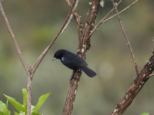 Glossy Flowerpiercer (Diglossa lafresnayii), photo 4