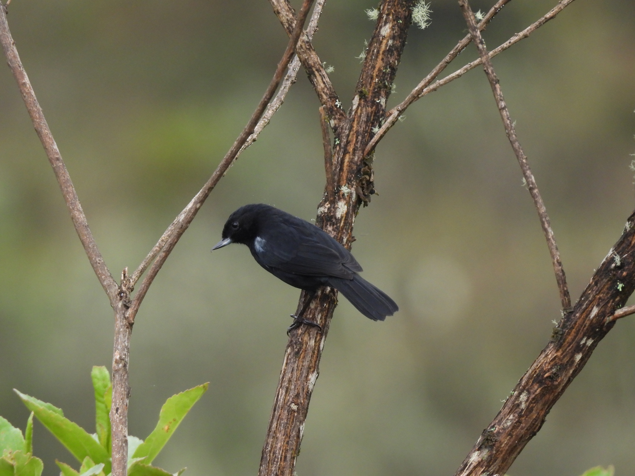 Glossy Flowerpiercer (Diglossa lafresnayii), photo 4