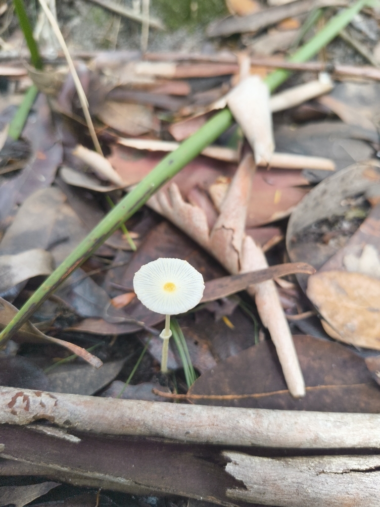Leucocoprinus fragilissimus · March 2026 · photo: © rockfox (iNaturalist, cc0)