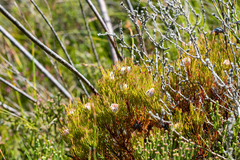 Serruria rostellaris