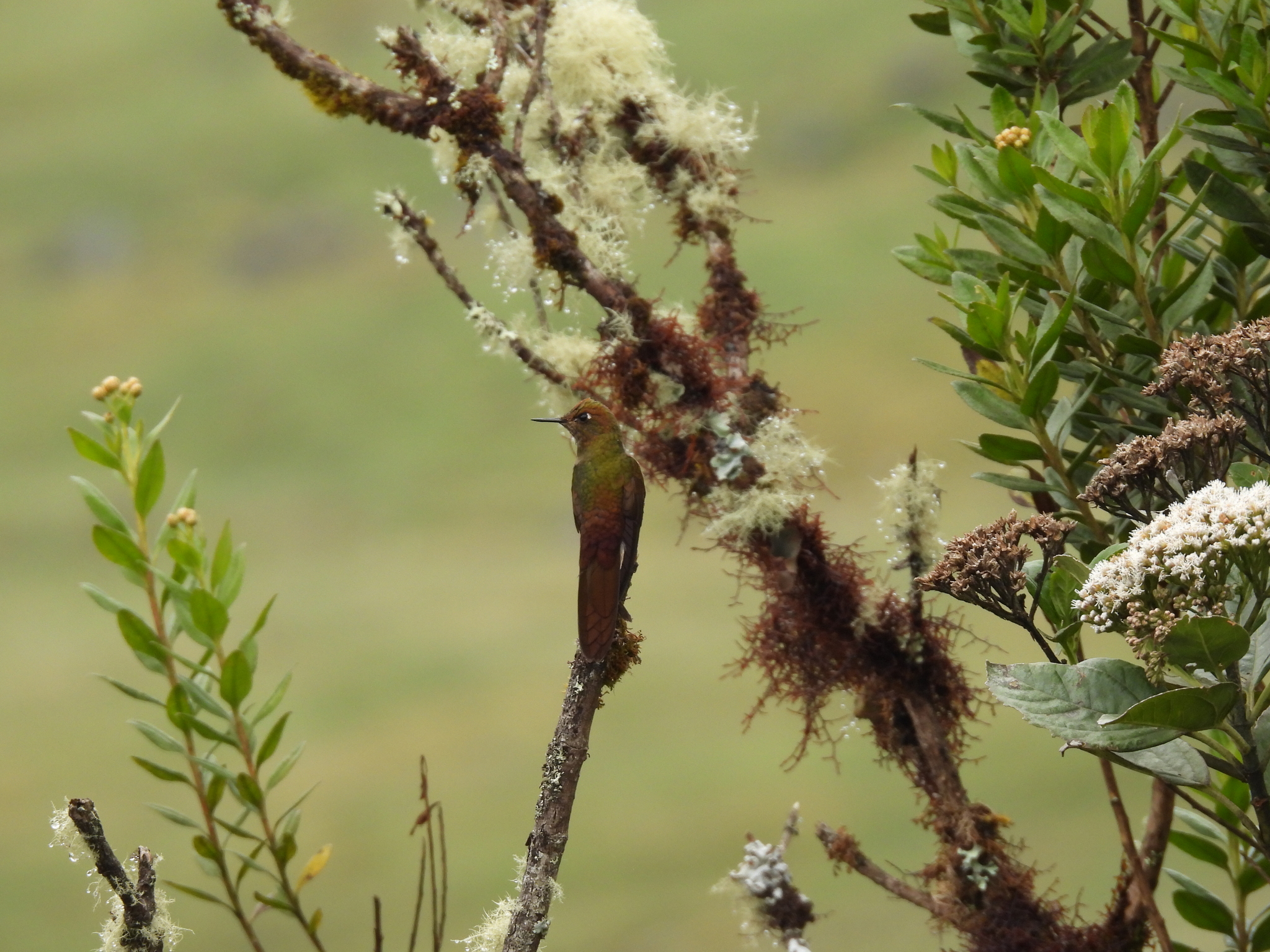 Bronze-tailed Thornbill (Chalcostigma heteropogon), photo 1