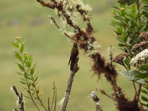 Bronze-tailed Thornbill (Chalcostigma heteropogon), photo 2