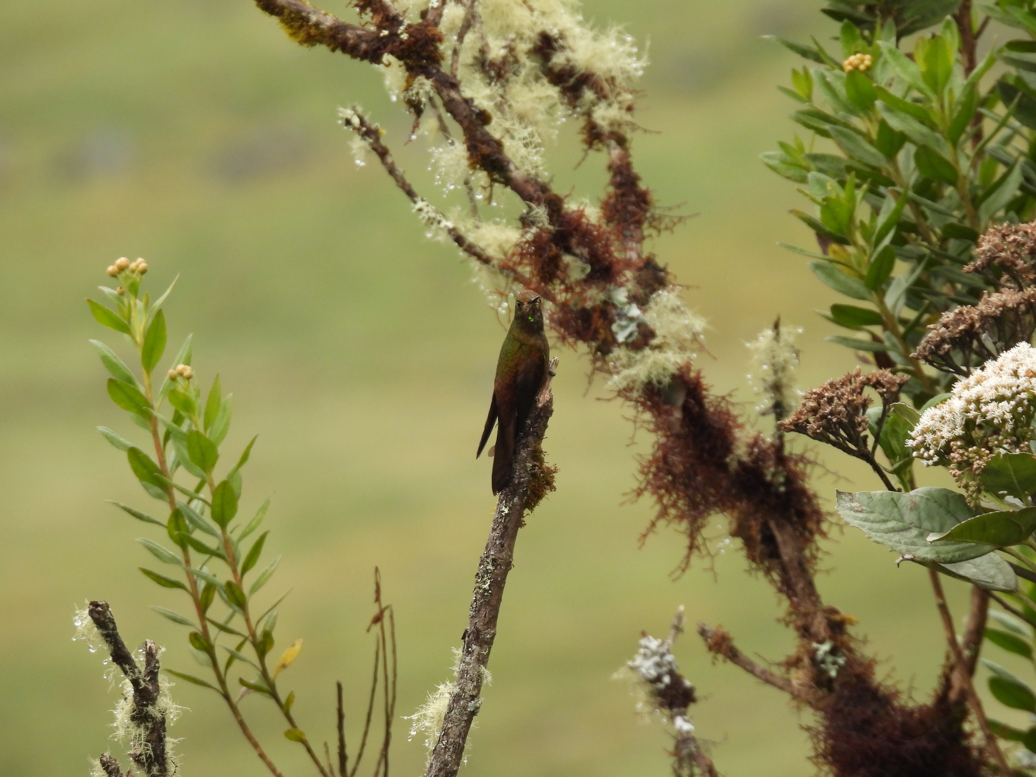 Bronze-tailed Thornbill (Chalcostigma heteropogon), photo 2