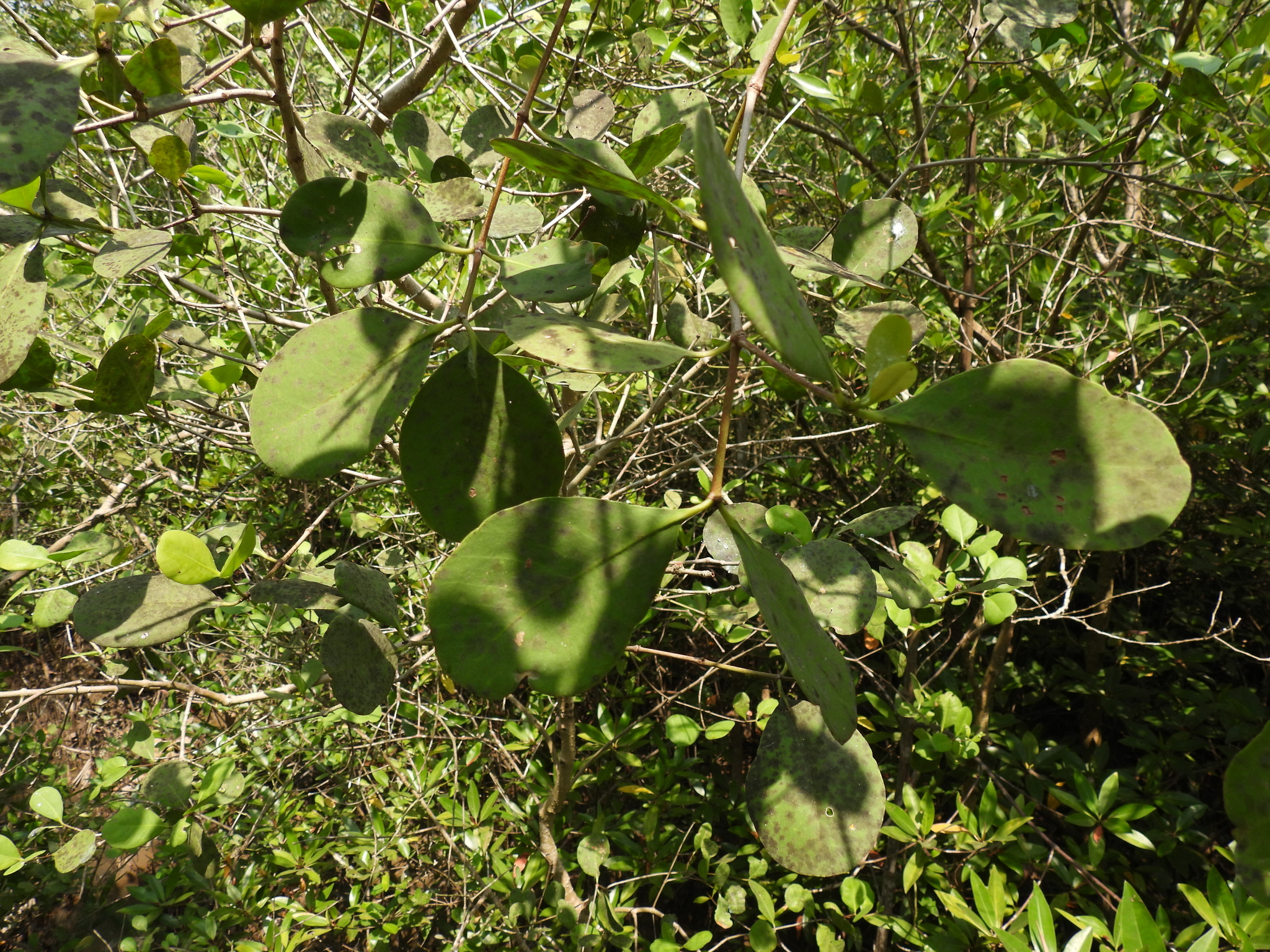 Sonneratia alba — ảnh 3