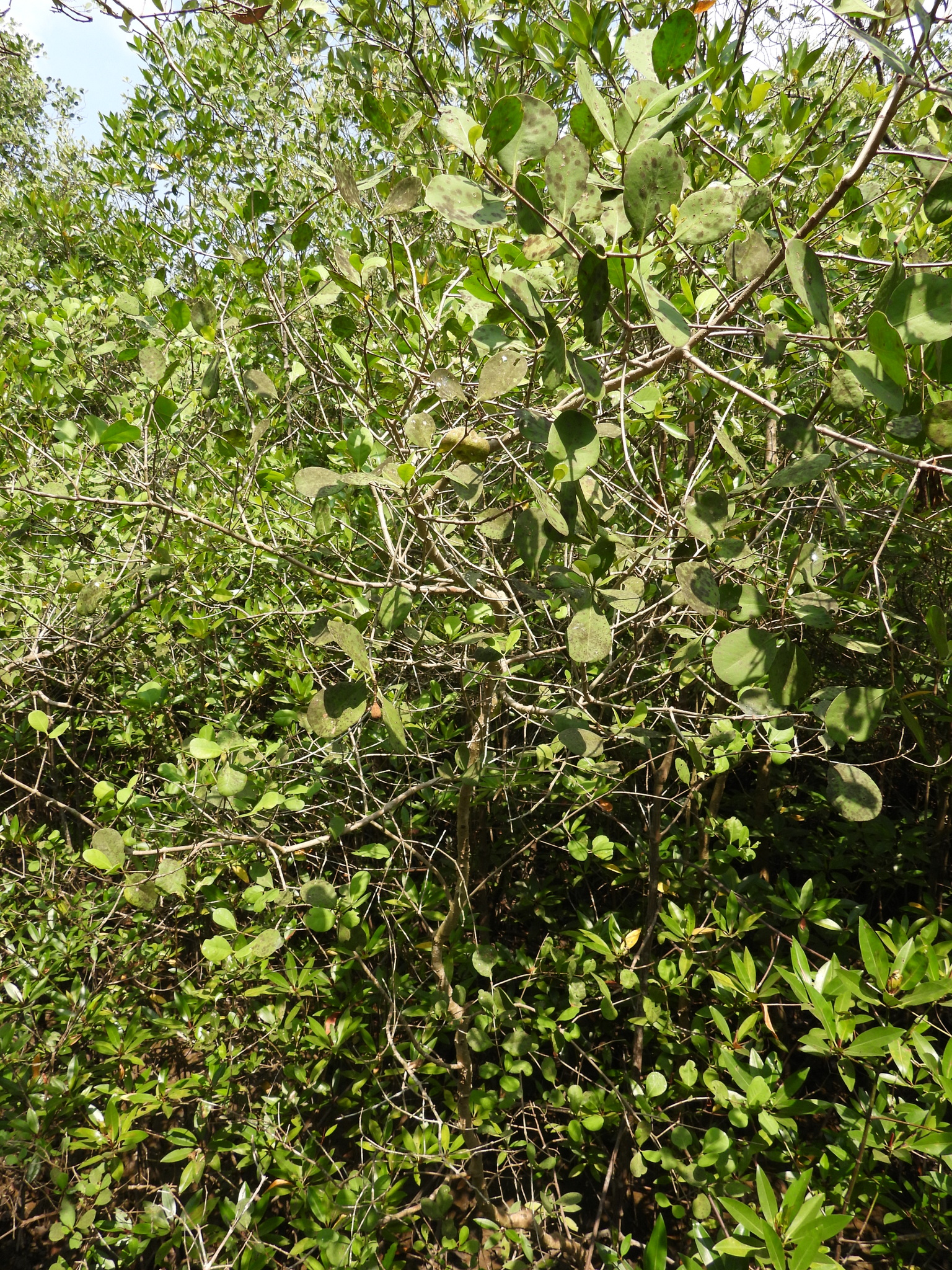 Sonneratia alba — ảnh 2