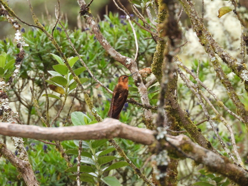 Shining Sunbeam (Aglaeactis cupripennis), photo 5