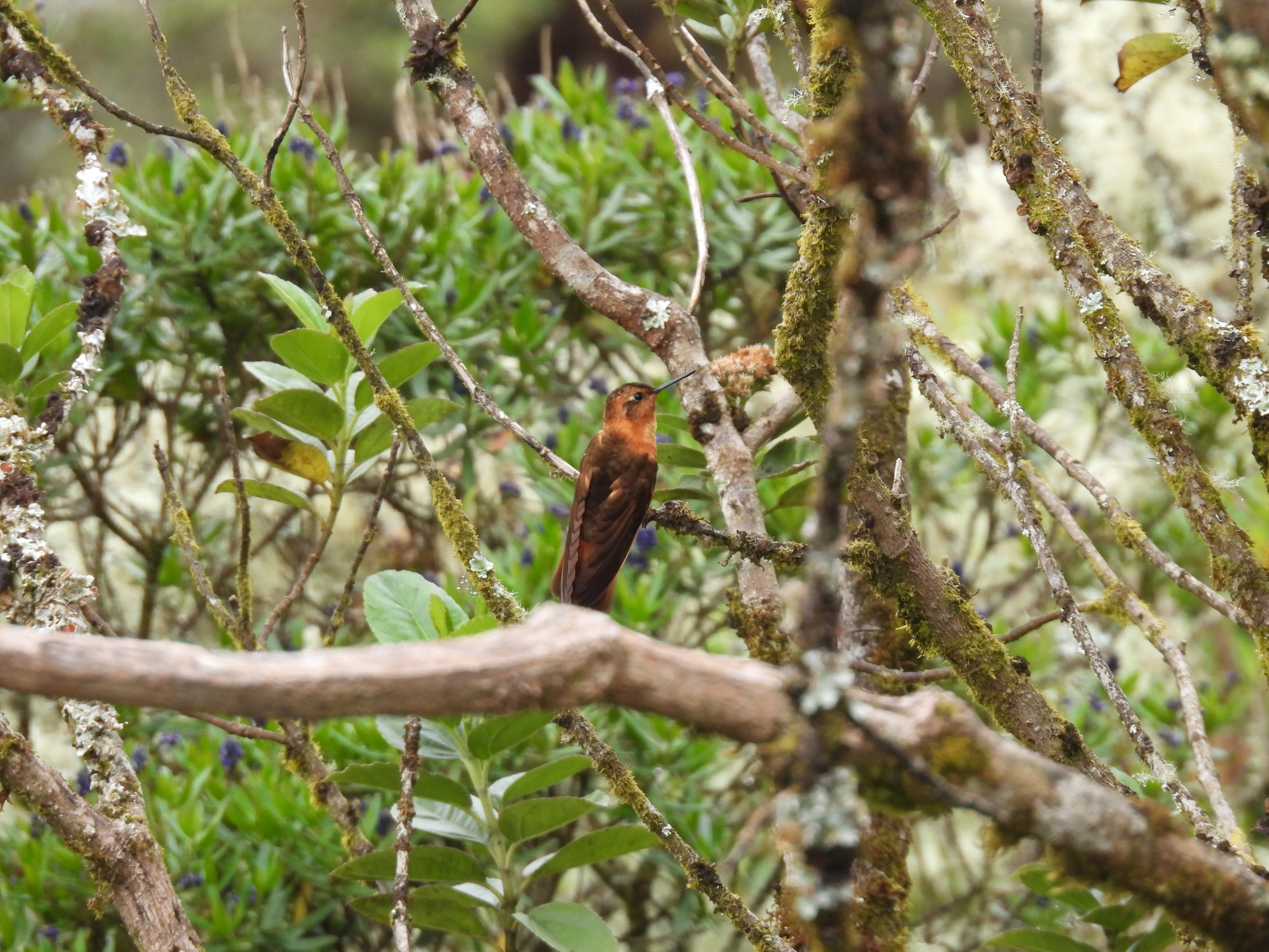 Shining Sunbeam (Aglaeactis cupripennis), photo 7