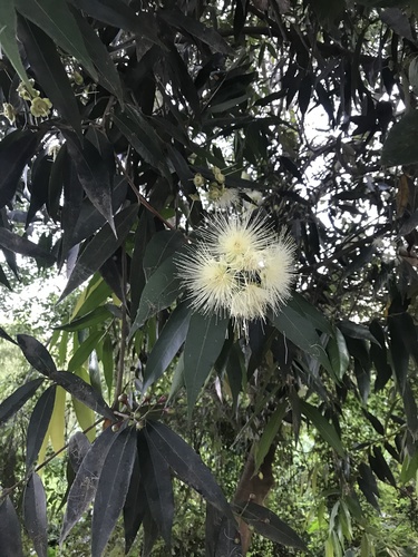 Syzygium jambos - Whole tree
