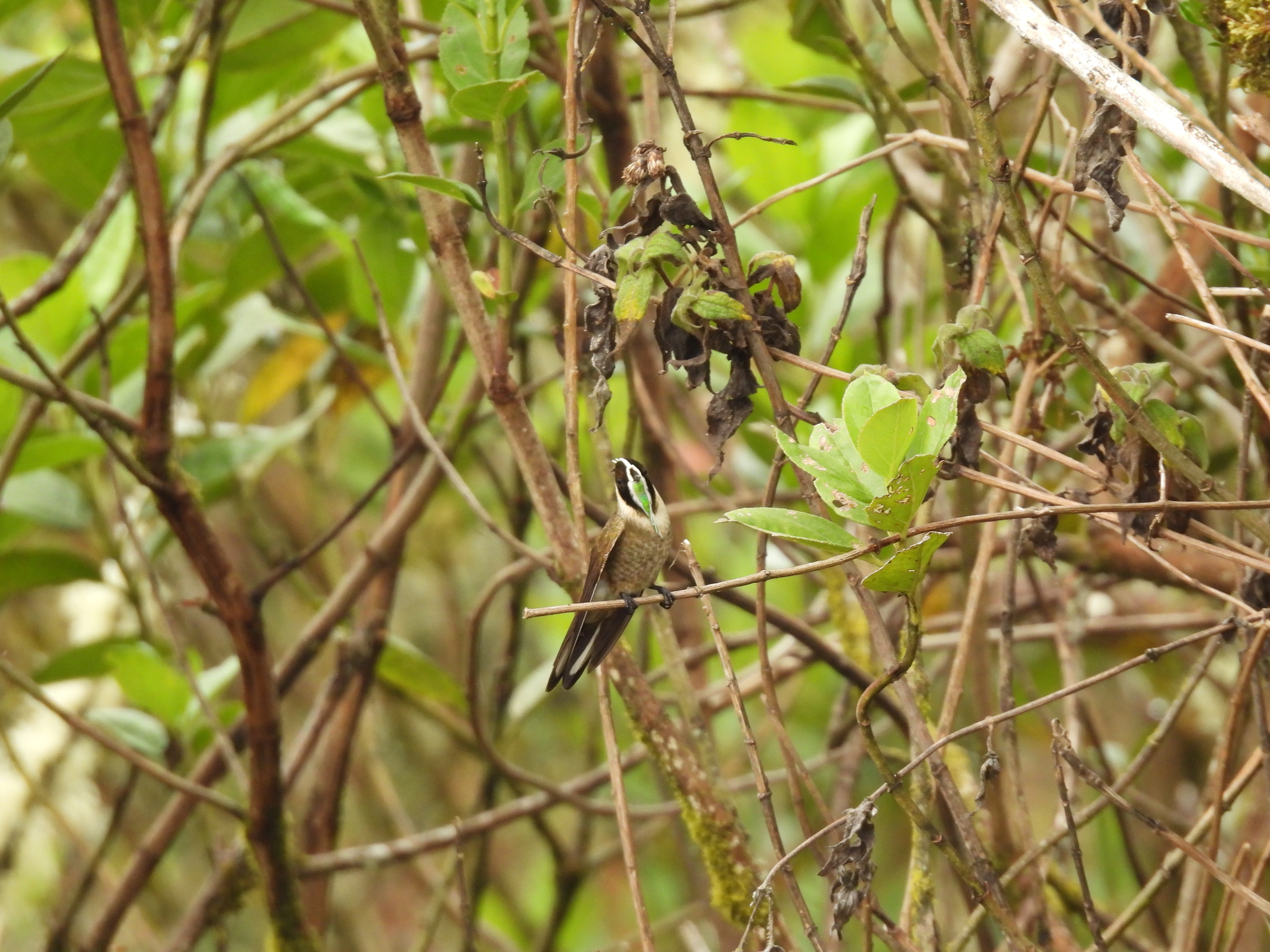 Green-bearded Helmetcrest (Oxypogon guerinii), photo 3