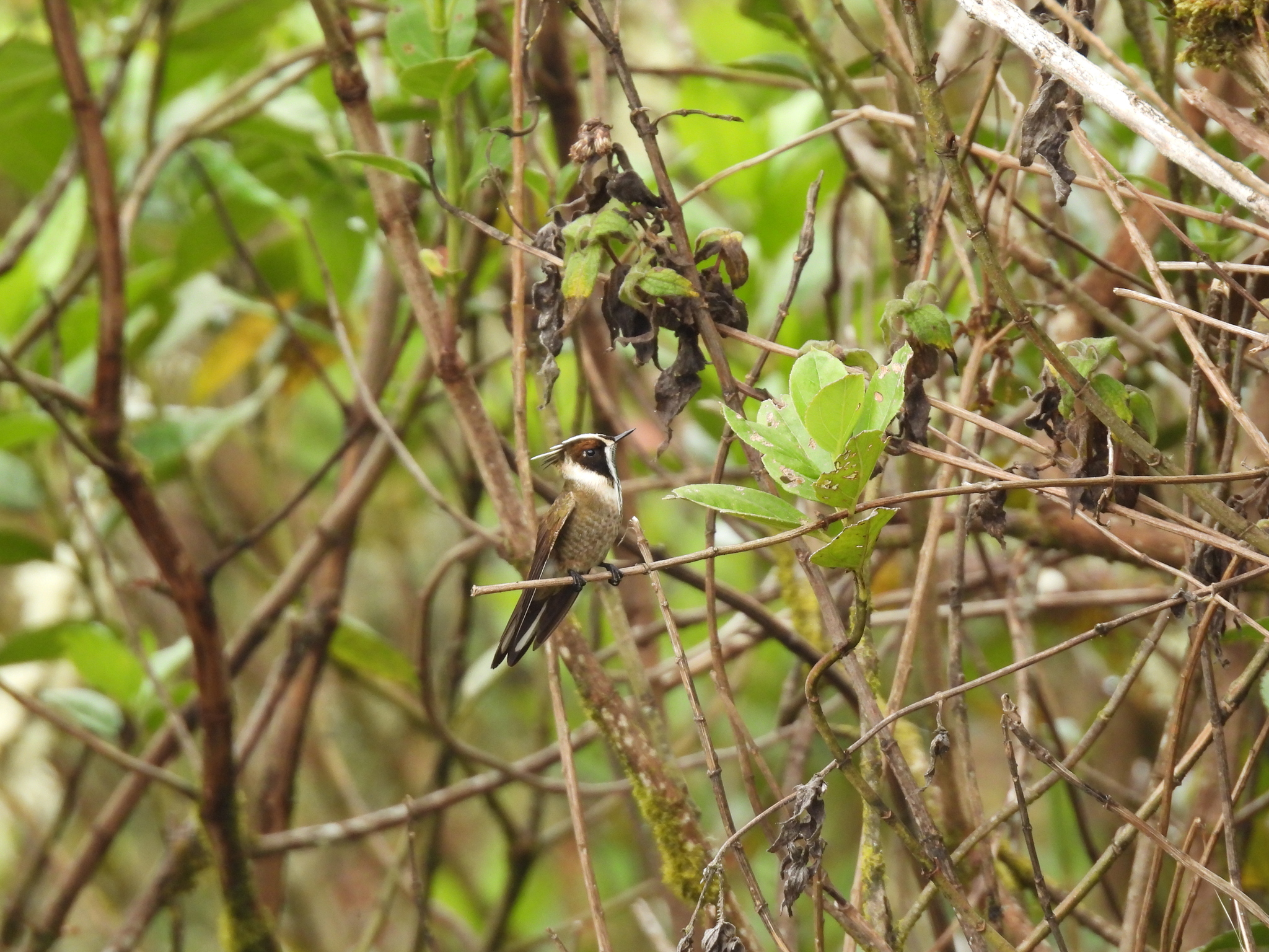 Green-bearded Helmetcrest (Oxypogon guerinii), photo 2