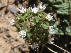Aspidoglossum heterophyllum