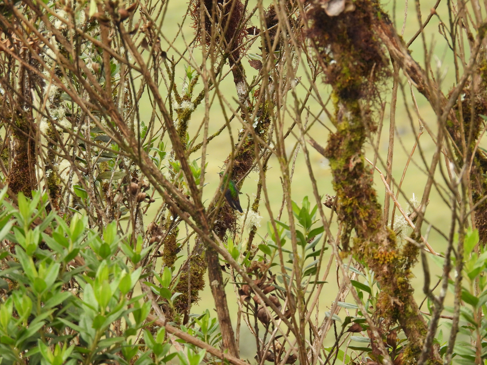 Tyrian Metaltail (Metallura tyrianthina), photo 4