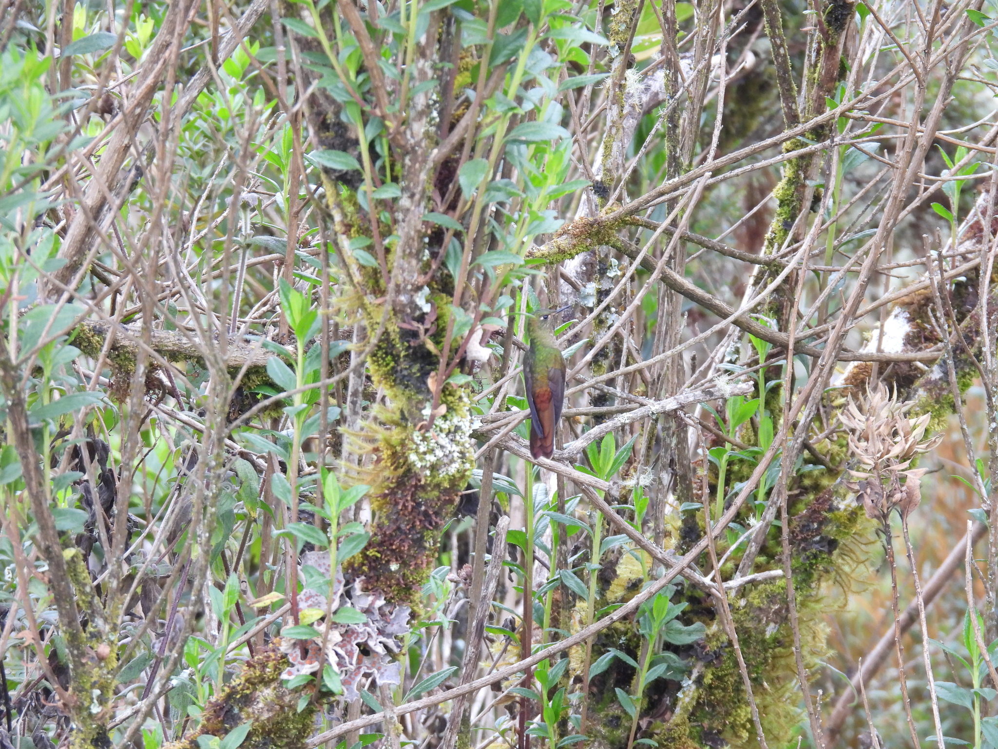 Bronze-tailed Thornbill (Chalcostigma heteropogon), photo 7