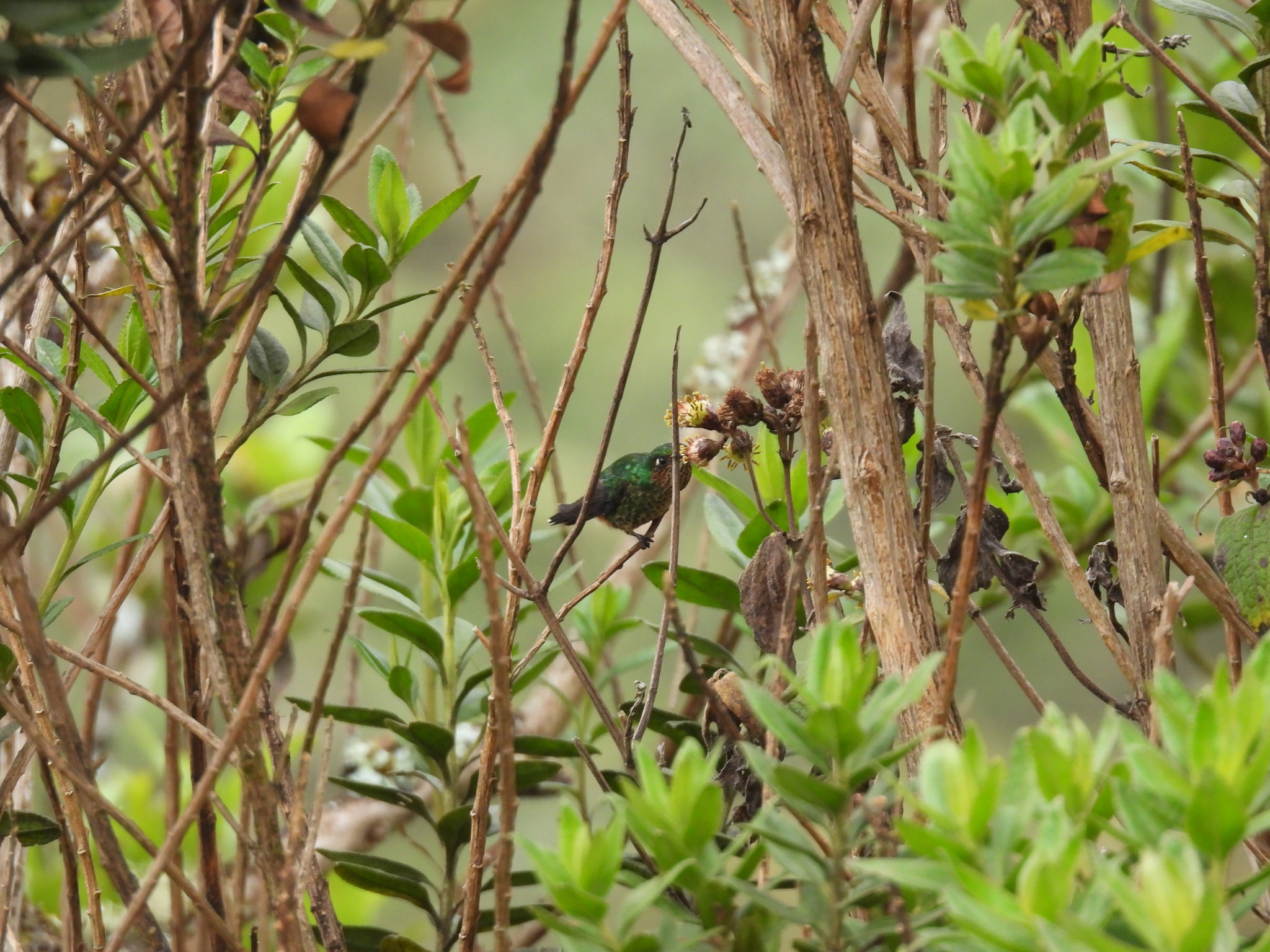 Tyrian Metaltail (Metallura tyrianthina), photo 3
