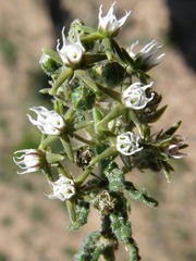 Aspidoglossum heterophyllum