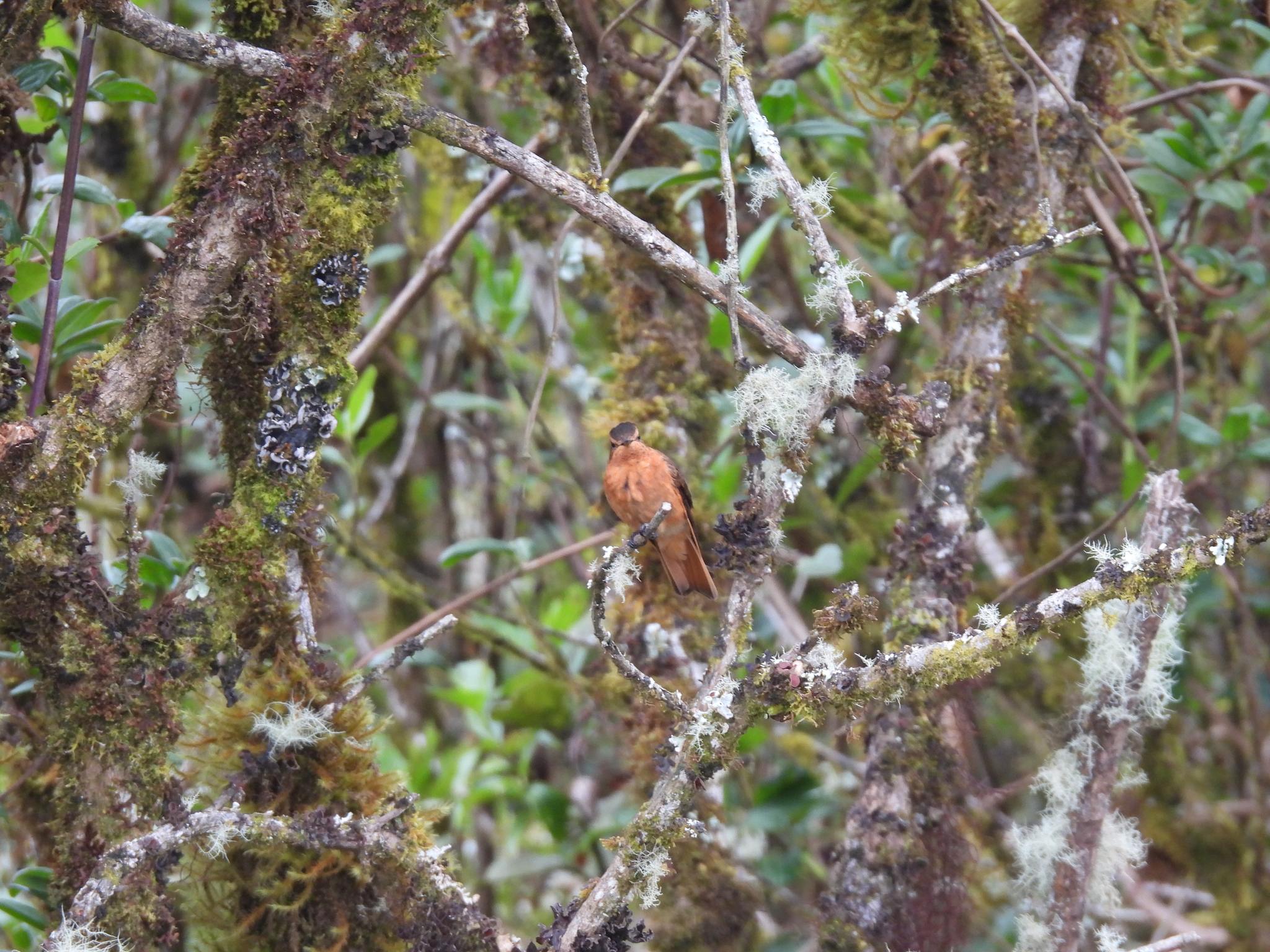 Shining Sunbeam (Aglaeactis cupripennis), photo 9