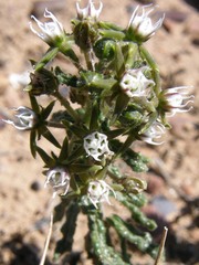 Aspidoglossum heterophyllum