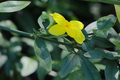 Jasminum mesnyi