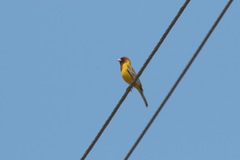 Emberiza bruniceps