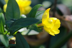 Jasminum mesnyi
