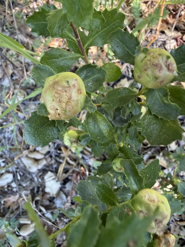 Unknown species found near Bear Creek Redwoods Preserve, Los Gatos, CA, US