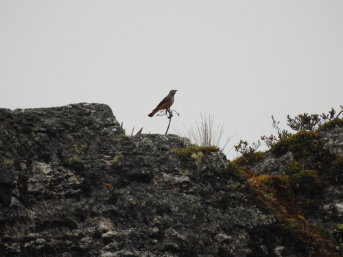Red-rumped Bush Tyrant (Cnemarchus erythropygius)