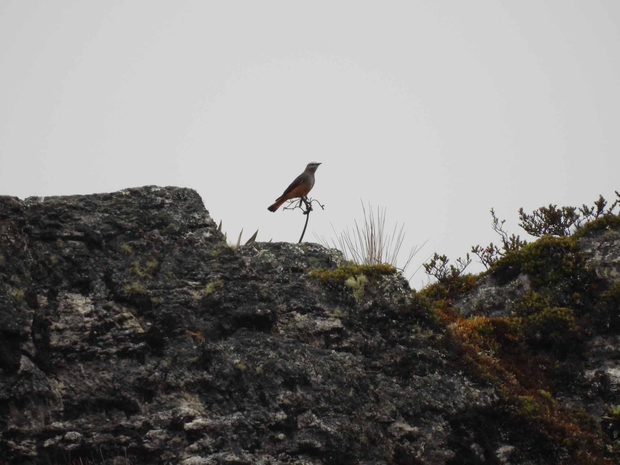 Red-rumped Bush Tyrant (Cnemarchus erythropygius), photo 1