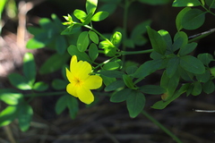 Jasminum mesnyi