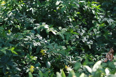 Jasminum mesnyi