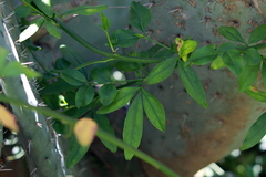 Jasminum mesnyi