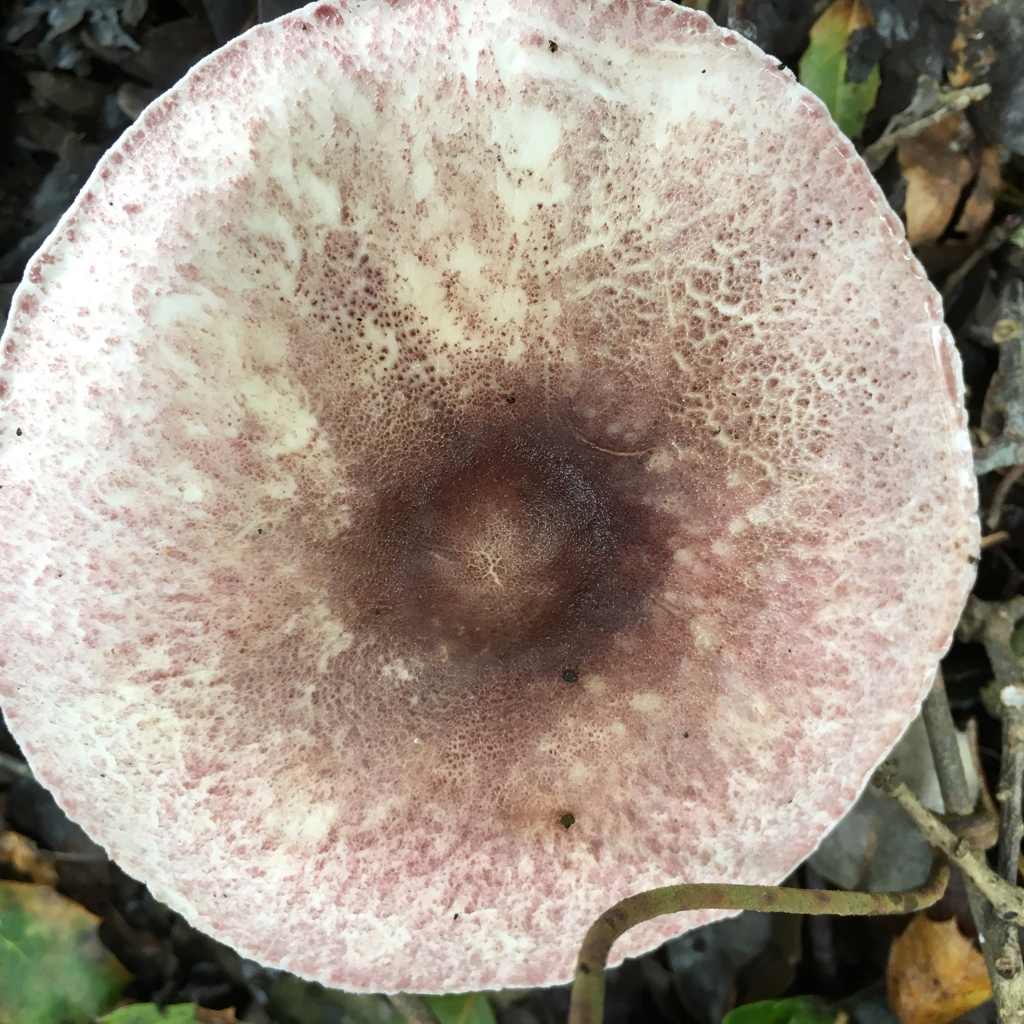 Lepiota decorata image