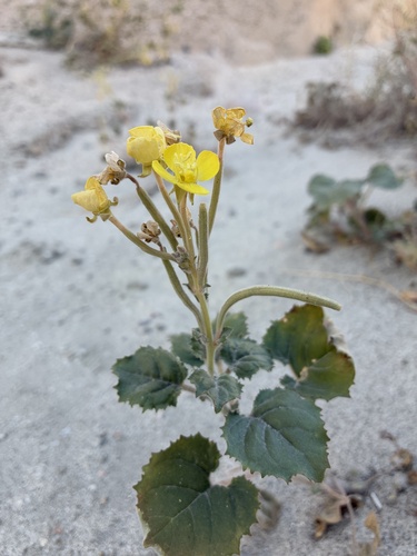 heartleaf suncup (Chylismia cardiophylla)