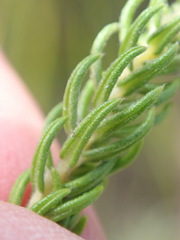 Phylica purpurea pearsonii