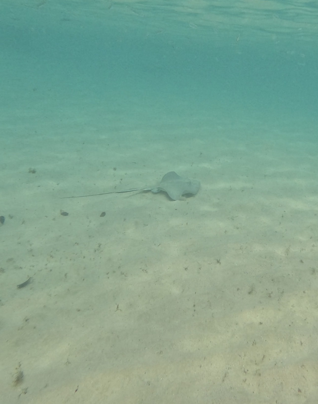 Lutz's Stingray photo 6