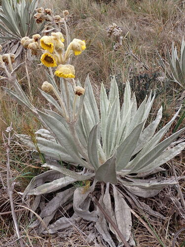 Giant Monk’s Robe (Espeletia grandiflora)