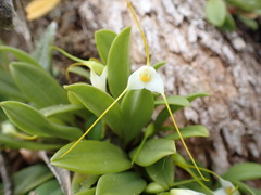 Masdevallia strumifera, photograph (c) Josh Noseworthy, some rights reserved (CC BY)