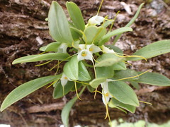 Masdevallia strumifera