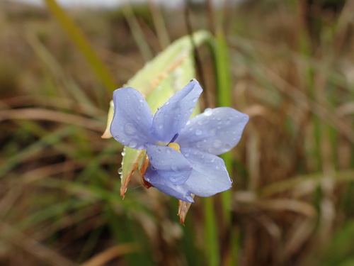 Orthrosanthus chimboracensis, photograph 6