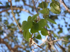 Populus mexicana