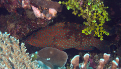 Cephalopholis cyanostigma