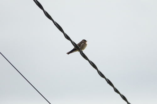 Southern Rough-winged Swallow