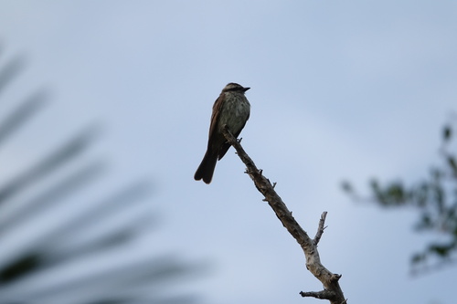 Variegated Flycatcher