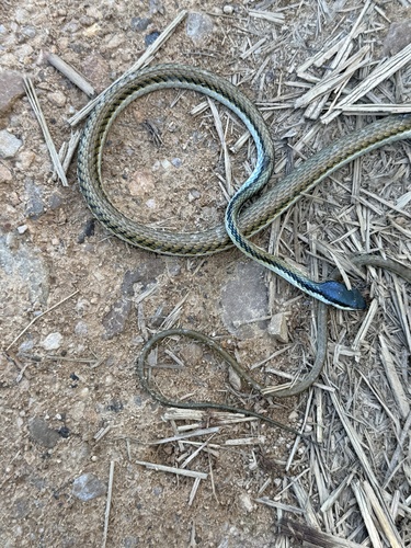 Mexican Parrot Snake