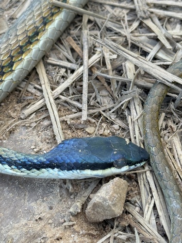 Mexican Parrot Snake