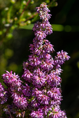 Erica williamsiorum