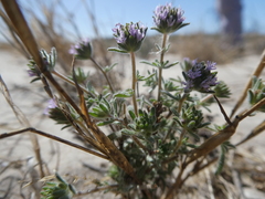 Phyllopodium cephalophorum