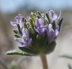 Phyllopodium cephalophorum